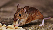 24 Hour & Emergency Exterminators in Poseyville, IN